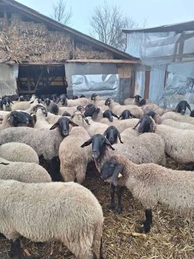 Vand urgent oi carabase