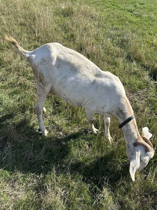 Vand Capre prețul este negociabil