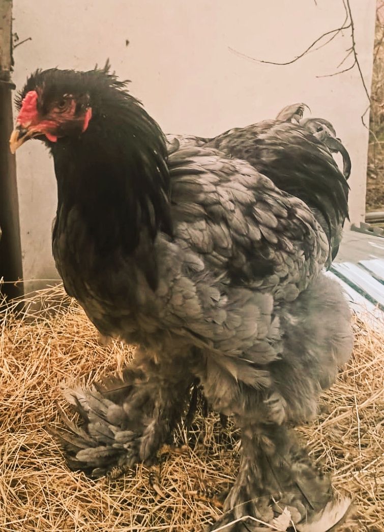 Cocos Brahma bleu