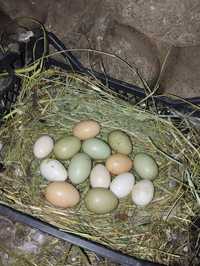 Ouă de găini consum/incubat