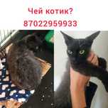 Найден кот. Ищем хозяев. Г.Степногорск!