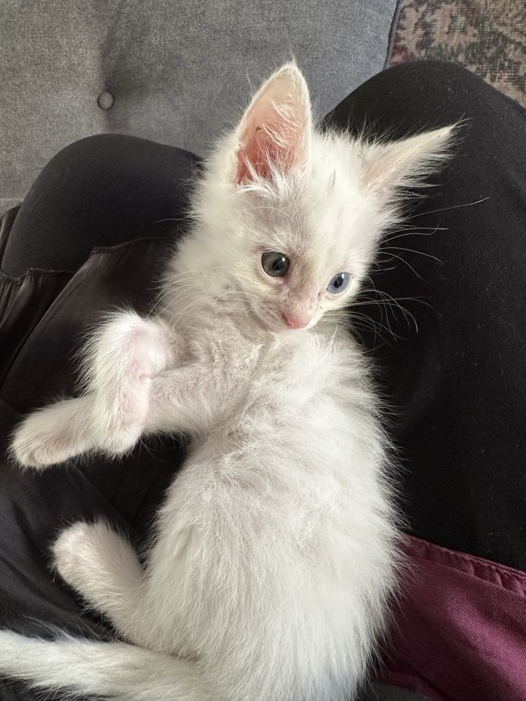 котенок с двухцветными глазами