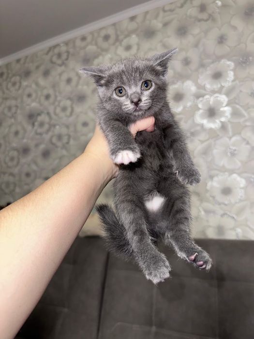 отдам котенка, 1,5 месяца,девочка.