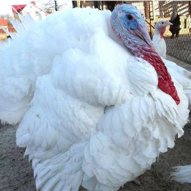 Big 6 kurka joʻjasiga zakaz olamiz soni cheklanmagan miqdorda