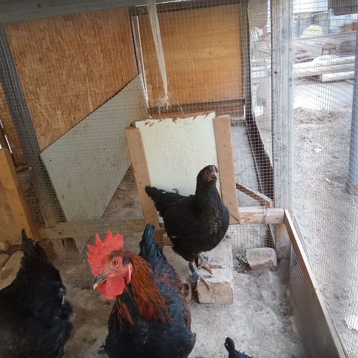 Tovuq xoʻroz 9 oylik