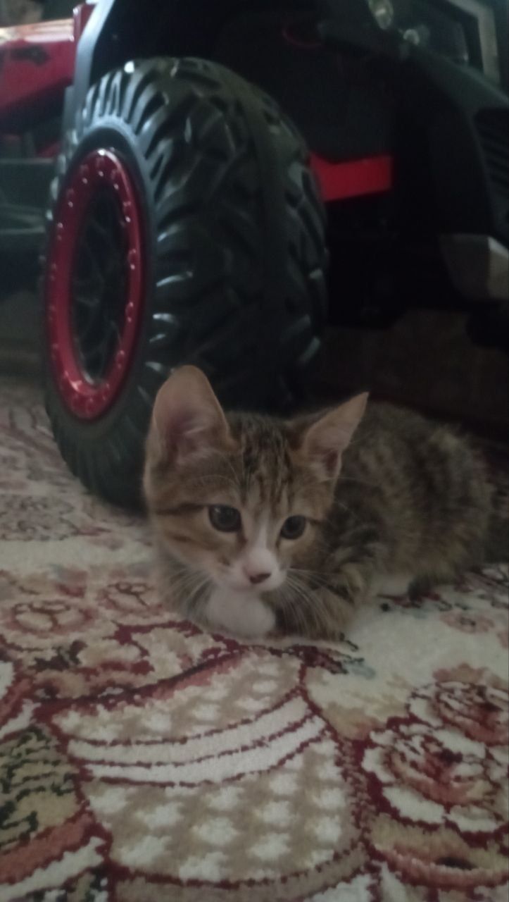 Отдам котят в хорошие руки