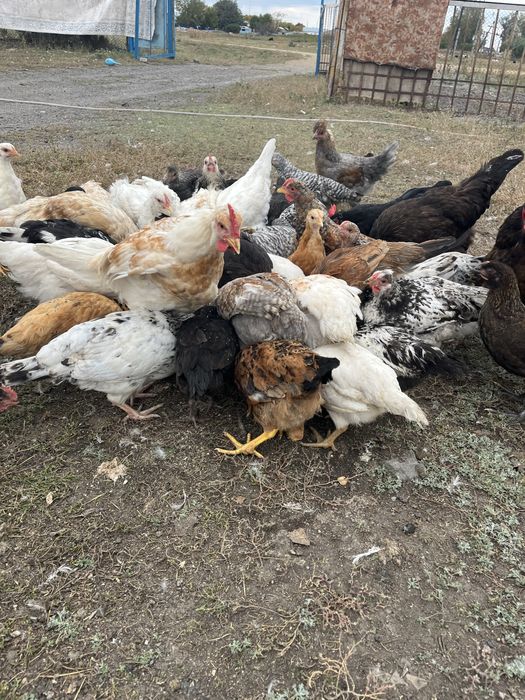 Куры и цыплята домашние