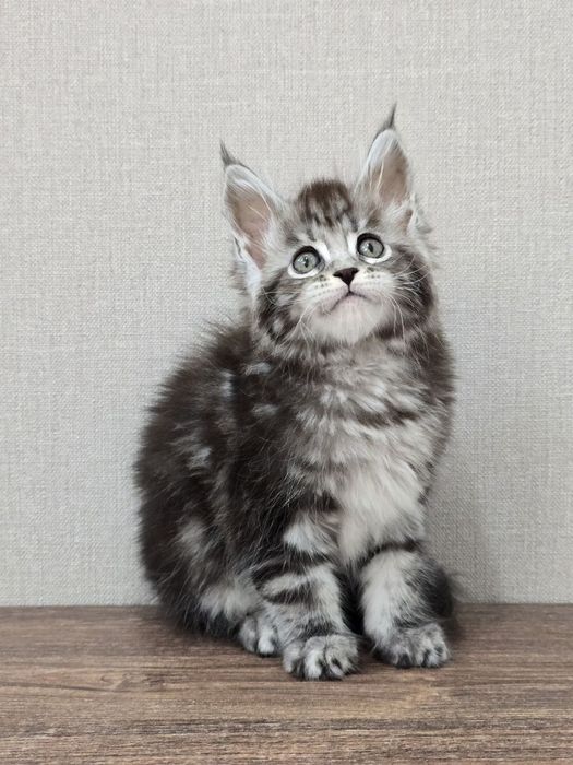 Мейн-кун девочка