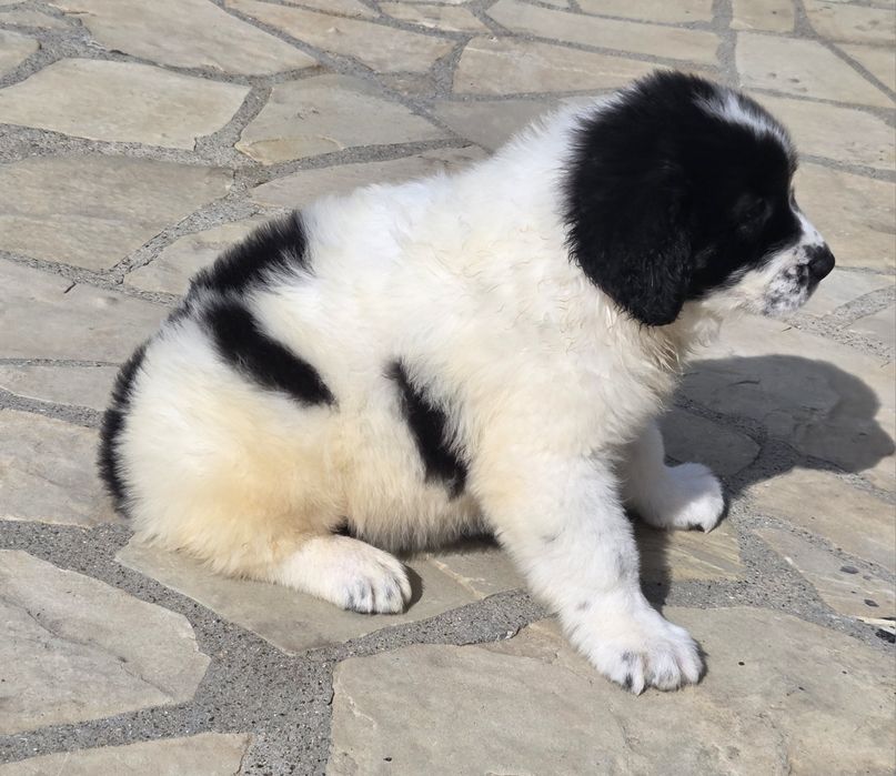 Ciobanesc De Bucovina Doar Femele Calitate Maximă