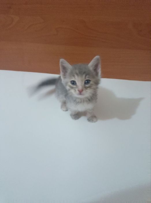 Отдам хороших котят в добрые руки