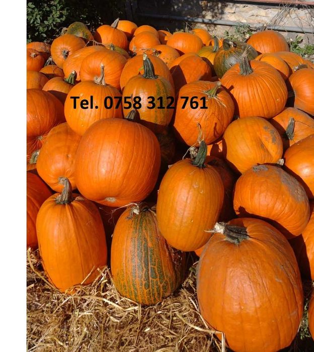 Dovleci de Halloween de vânzare!