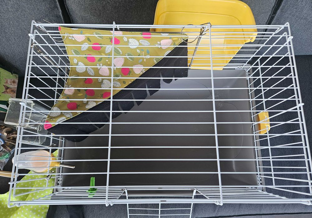 Cusca porcușor de guineea