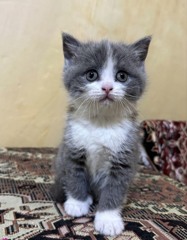 Pisoias british shorthair