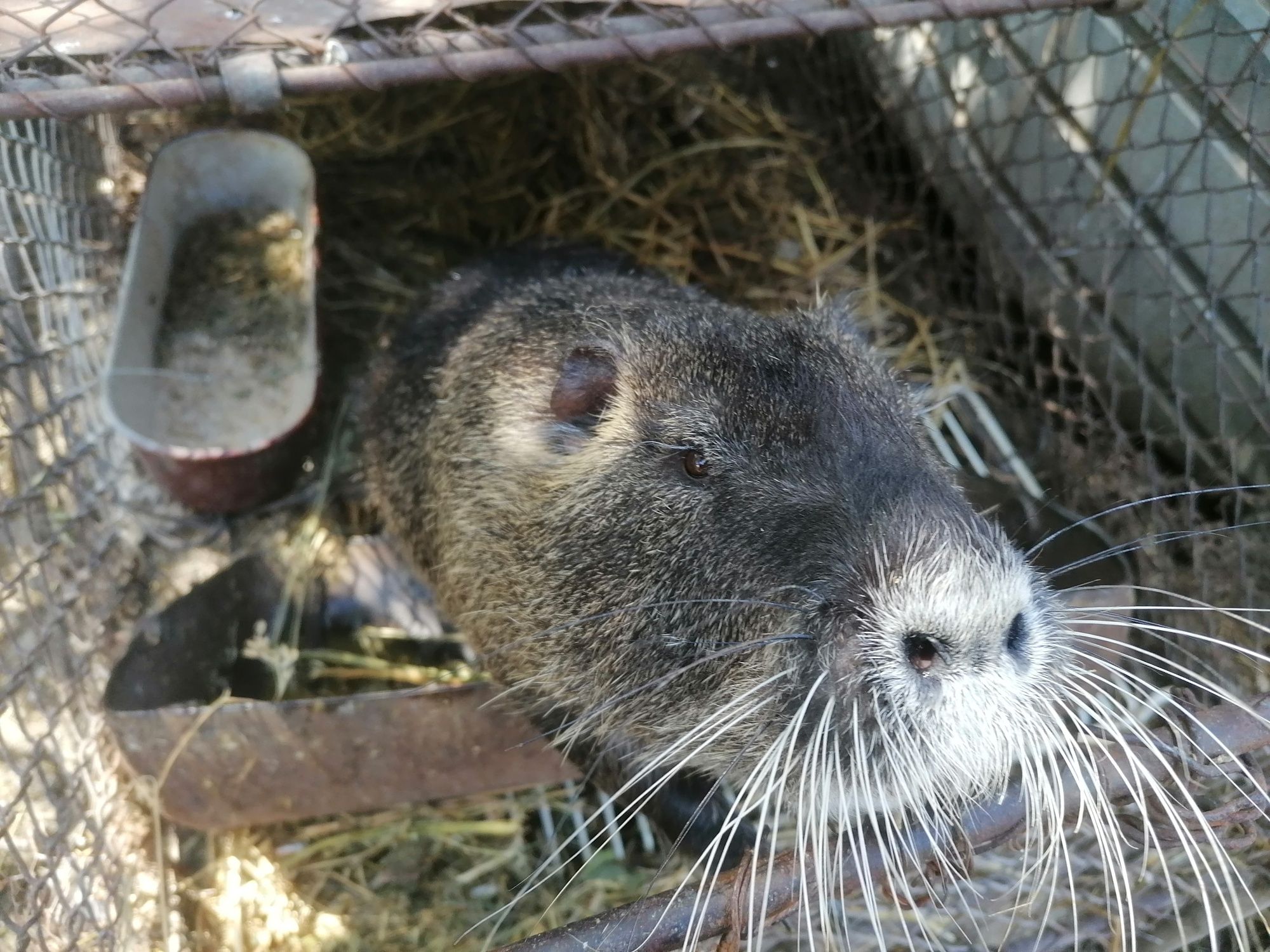 Nutrie blîndă femelă