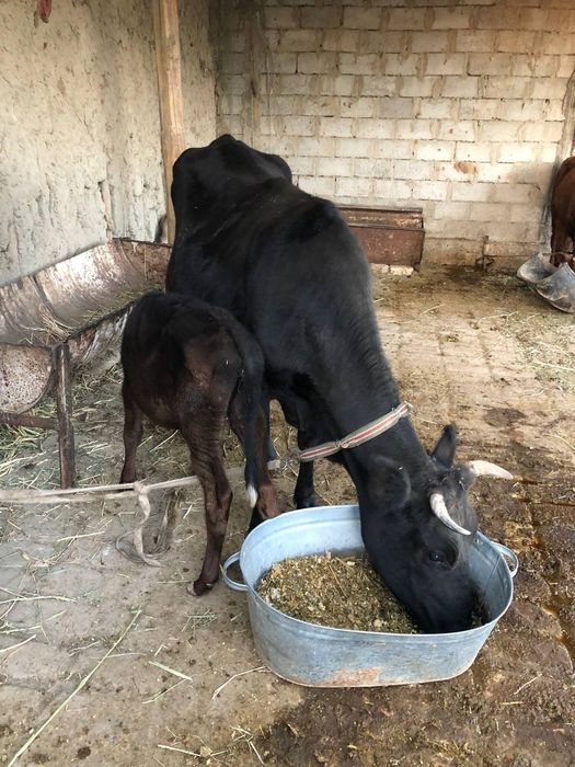 Ona bola mol sotiladi