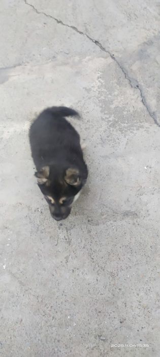 Продается Щенок девочка