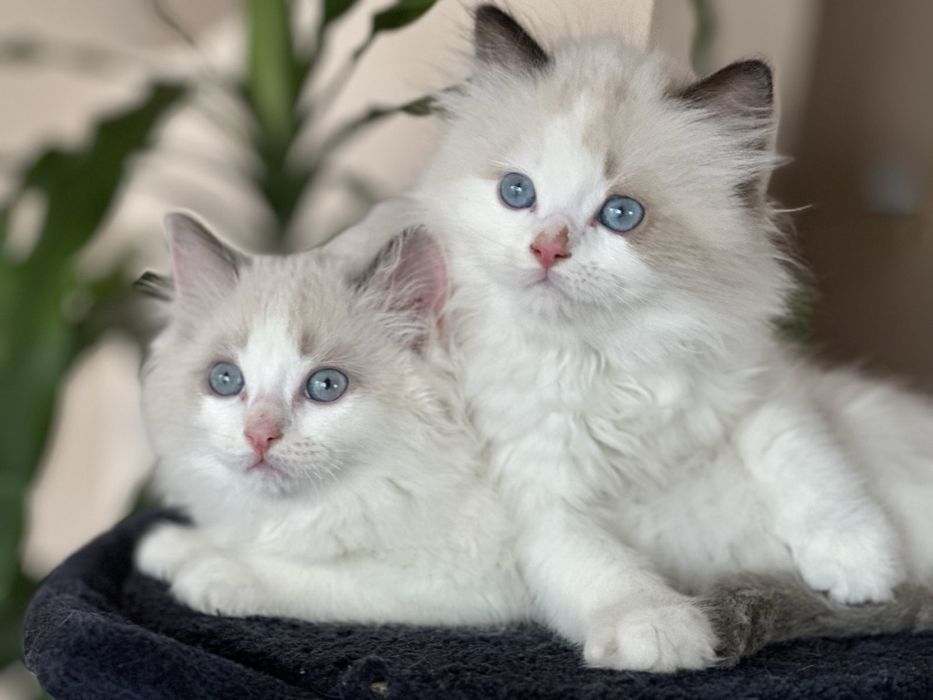 Регдол  / Ragdoll /  котенца