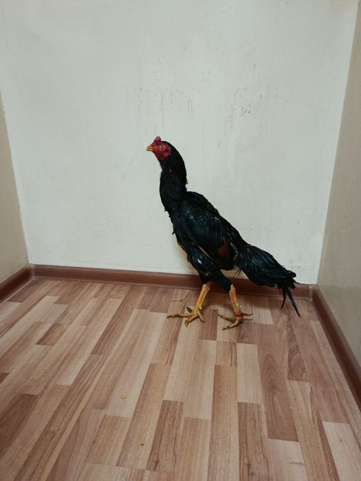 Joʻjalar sotiladi srochno.