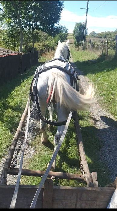 Iapă blândă de vânzare
