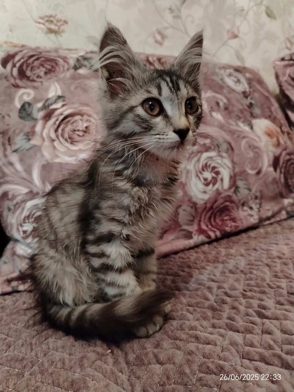 Котенок  девочка