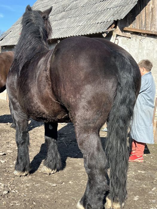 Iapa 6 ani 1.78 inaltime gestanta ‼️1000kg foarte blanda