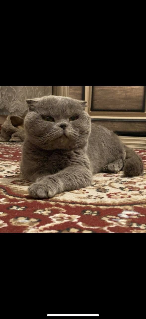 Кот Британский вислоухий