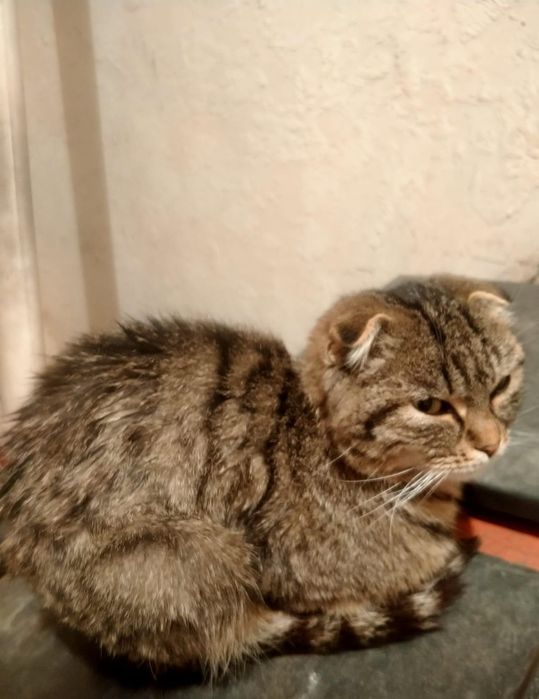 Отдам кота в добрые  руки
