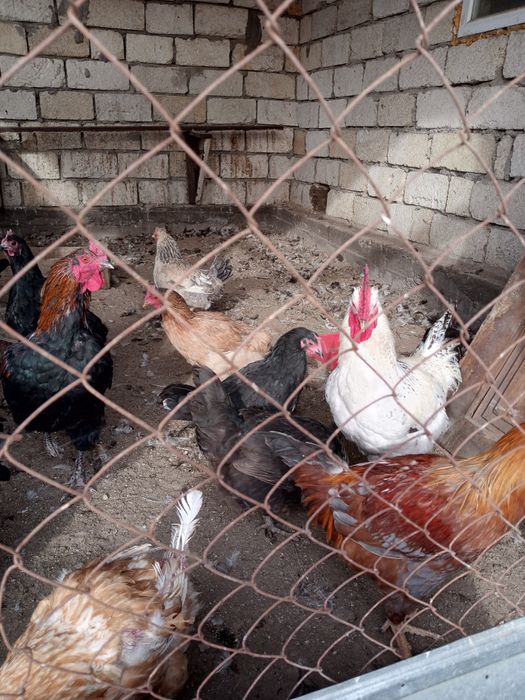 Срочно продам куры