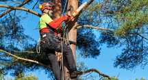 Tăiere copaci 24/7 alpinist utilitar bucurești si zonele limitrofe
