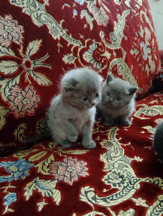 Mushuklar so'tiladi