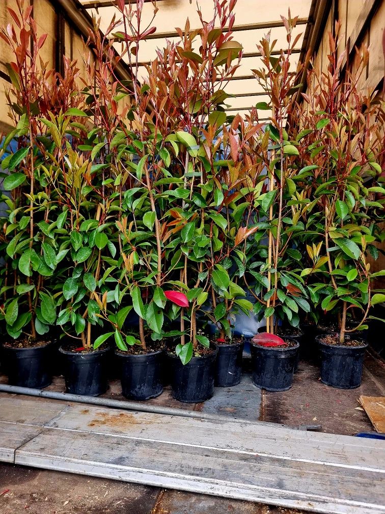 Photinia Red Robin / Gard Viu
