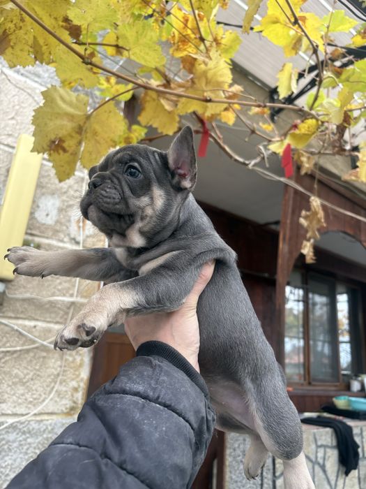 Френски Булдоци сини и блу тен