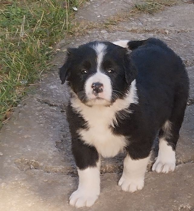 Mascul Ciobanesc de Bucovina cu pedigree tip A