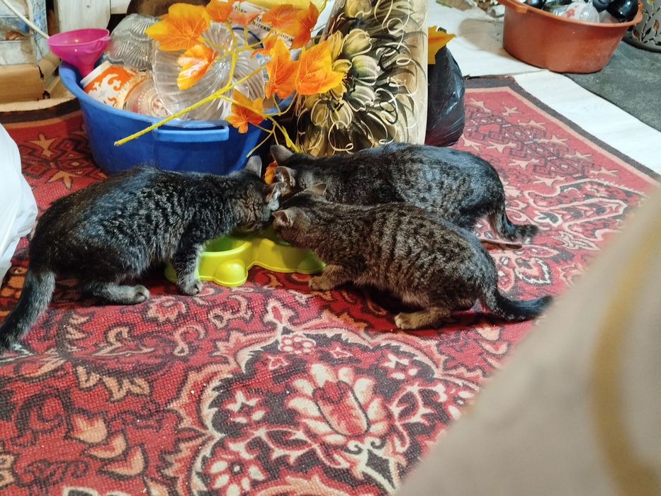 Отдам 3 котят в хорошие руки