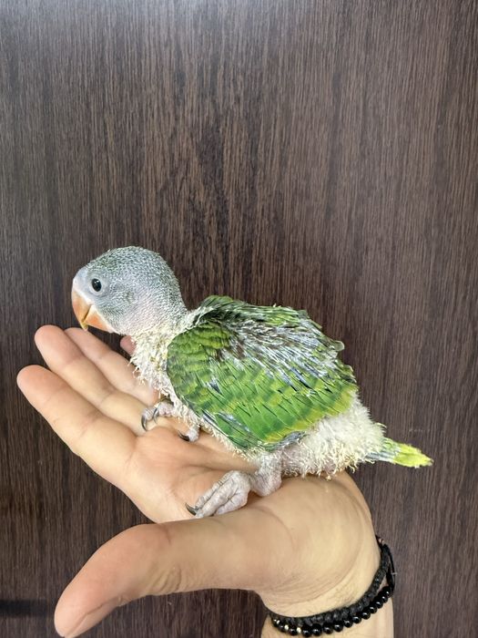 Puiuti blanzi 2025 papagali marele alexandru alexander