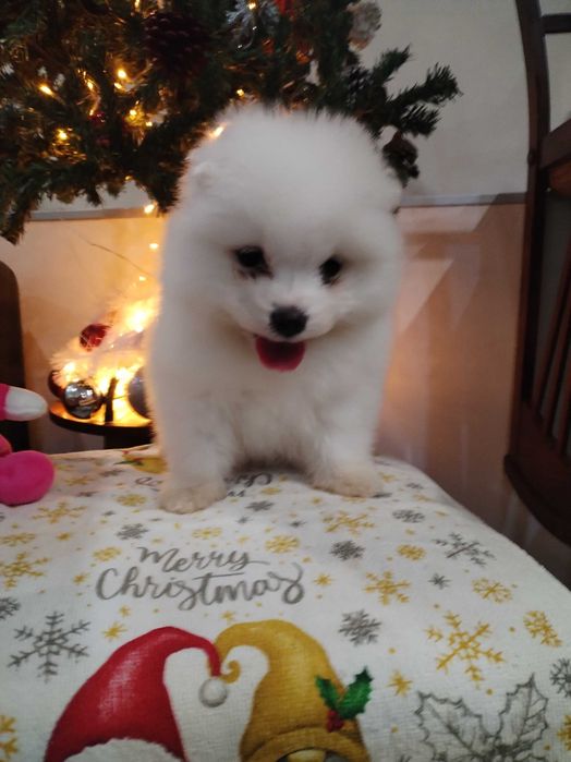 Прекрасни самоедчета.