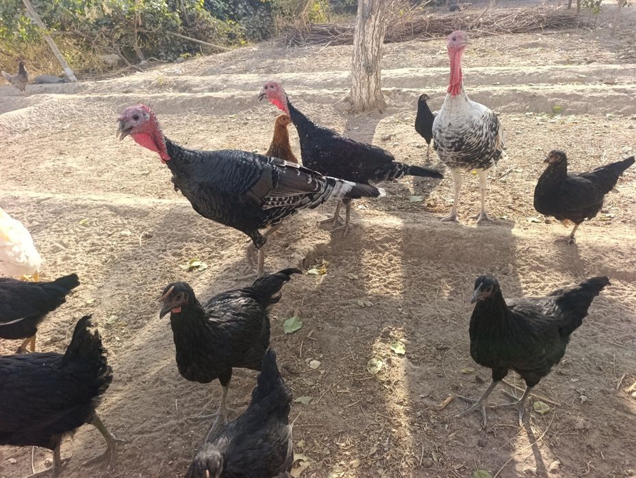 Tavuk qorazlar. Induklar sotiladi