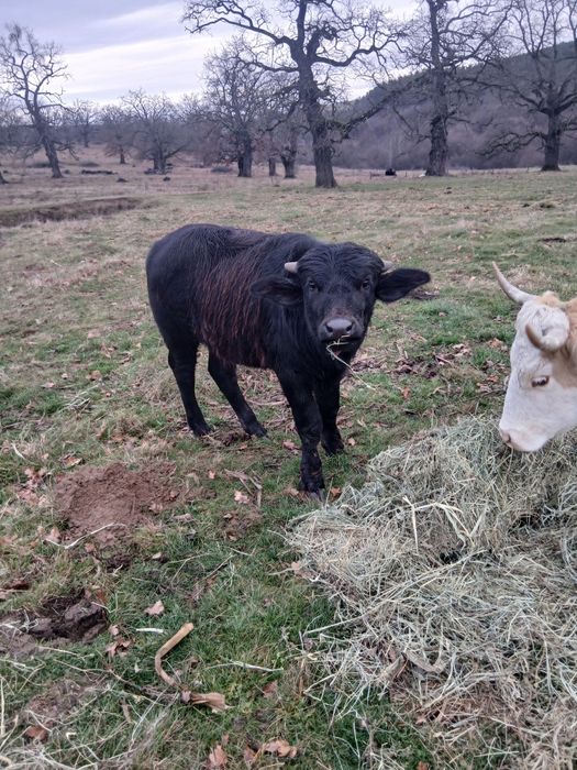 Vând taur de bivola