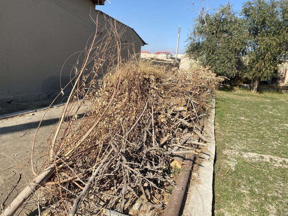 O’tin.tol.mevali daraxt.