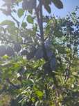 Prune Stanley de vanzare