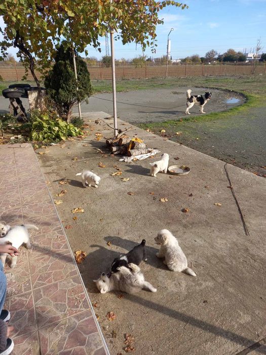 Подарявам кучета