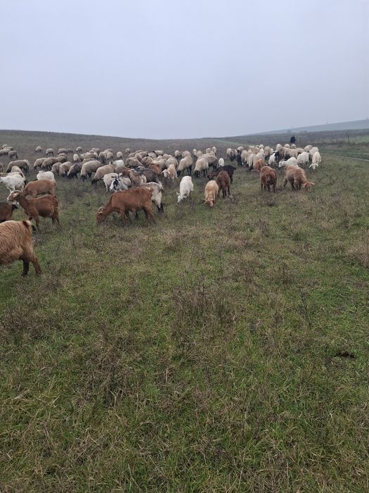 Vand oi carabase și capre