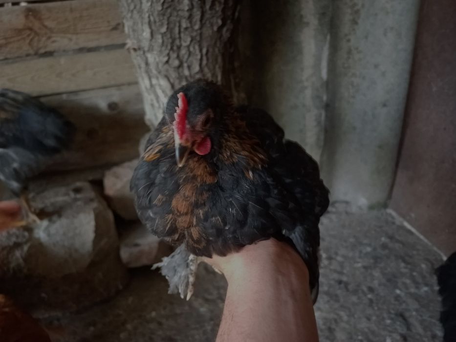 Vând pui cochinchina pituc și altele