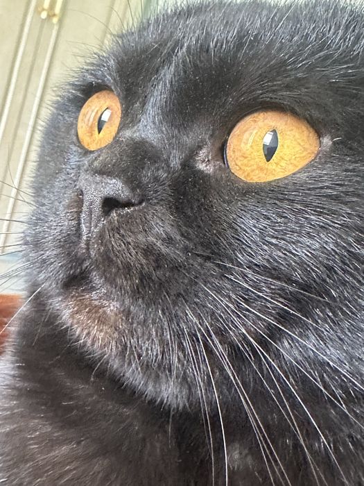 Для вязки. Ищем невесту