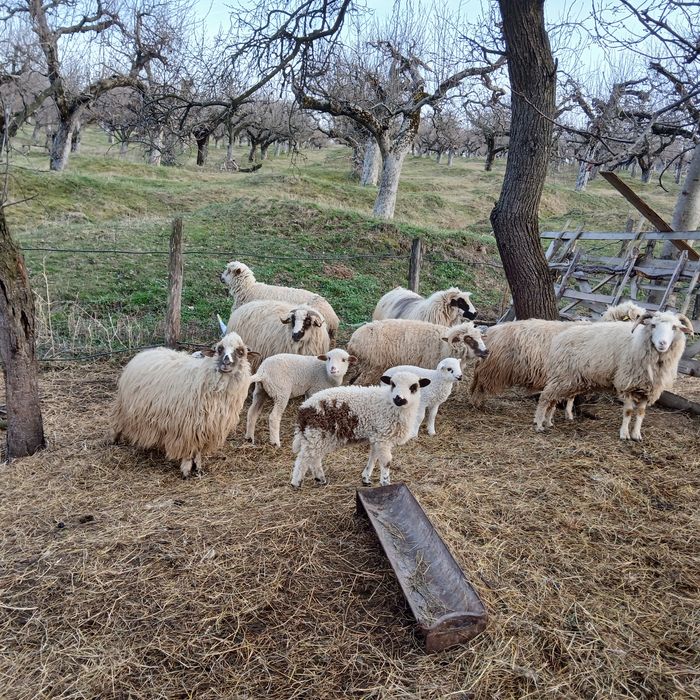 Oi de vânzare țurcane!
