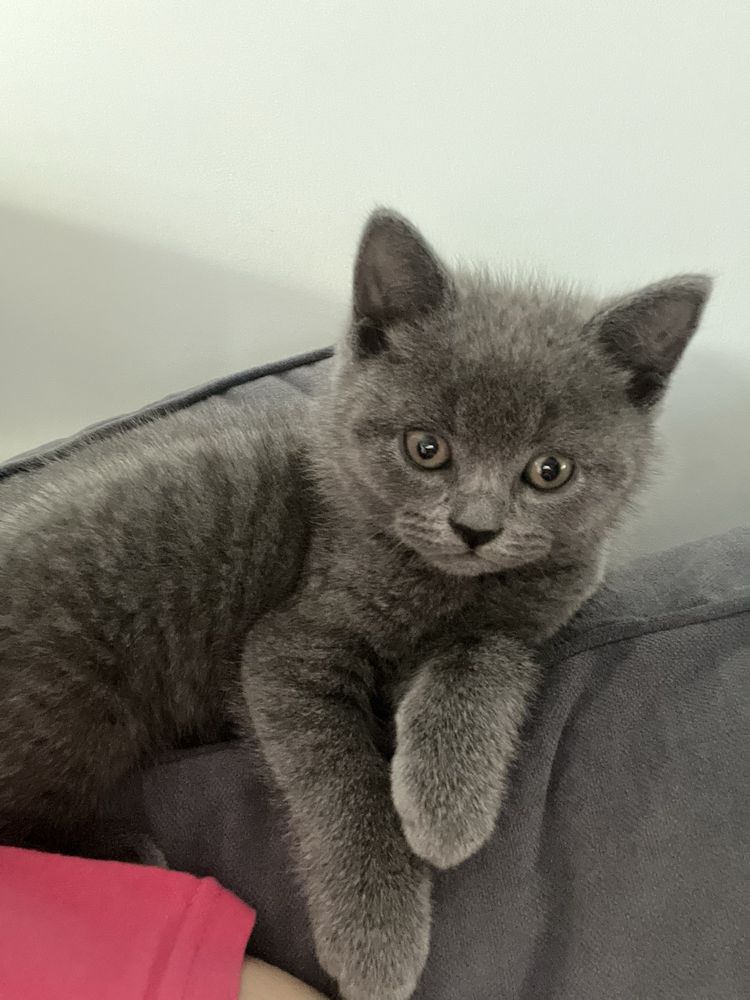 Pisica british shorthair