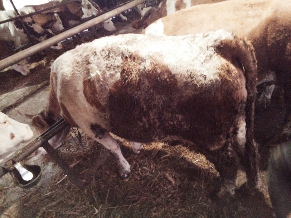 Vaca gestanta în 6 luni jumate