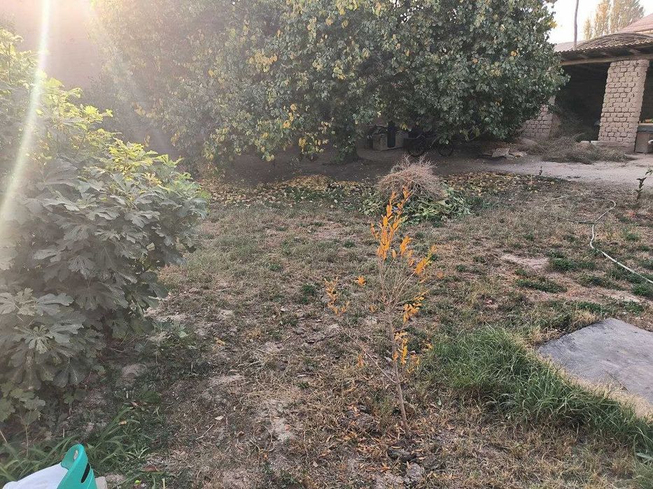 Sotiladi 2.36 sotix (236 m2) xovli Burata, Qibray, Kibray. 1 liniya.