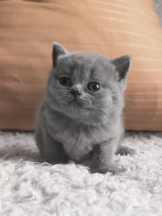 Продам британскую девочку