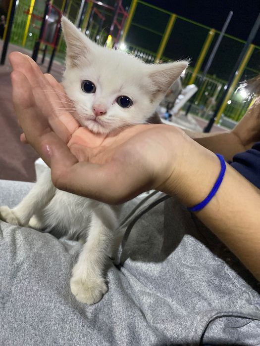 Пародисты кошка,девочка,котёнку 2месеца,будем надеется на хорошие руки